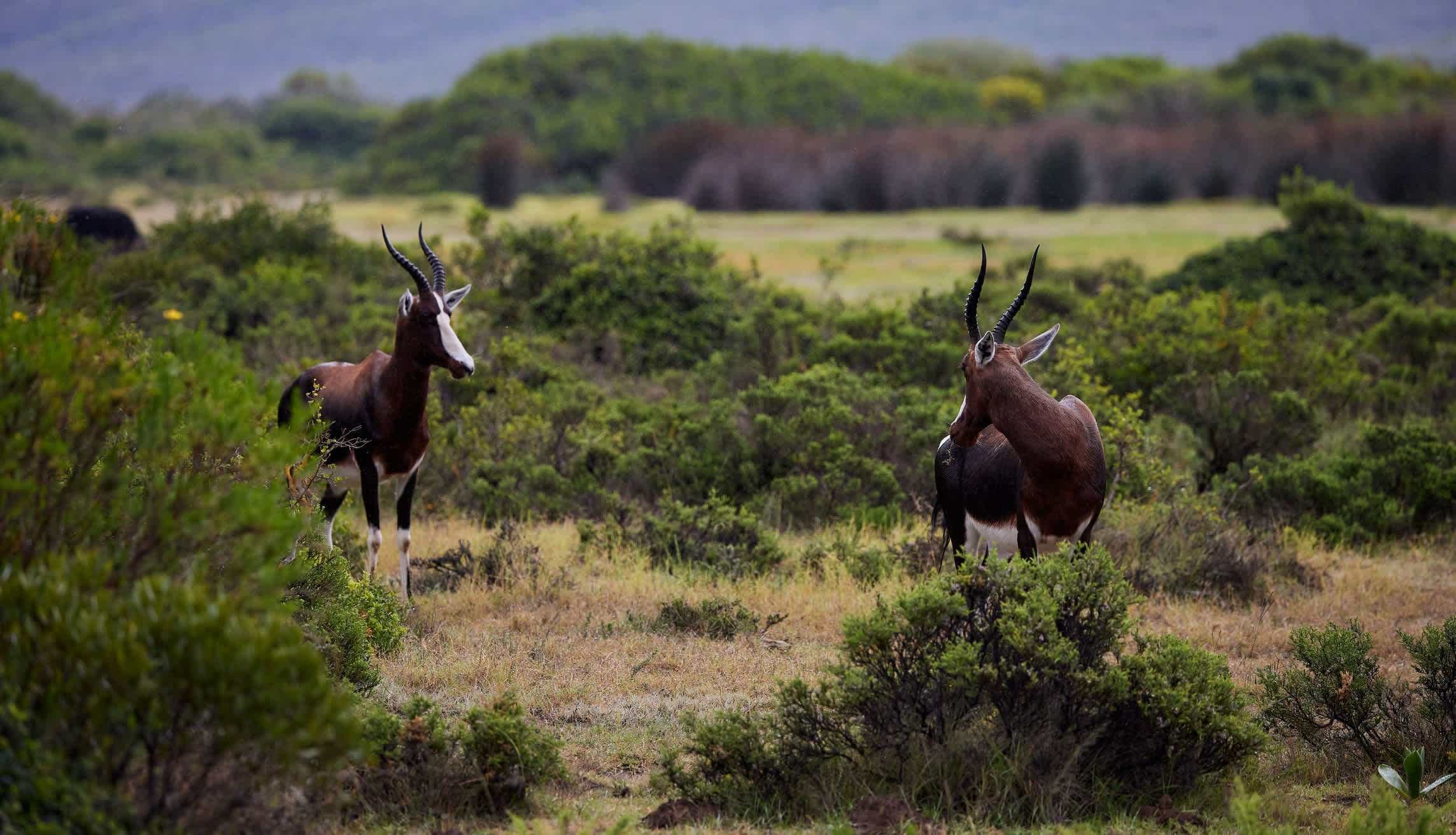 Zwei Bonteboks im De Hoop Nature Reserve, Südafrika.