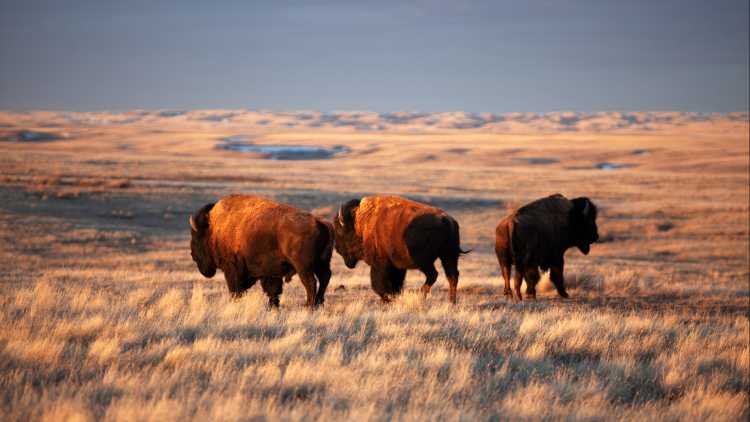 Bisons grasen im Grasslands National Park Saskatchewan Kanada