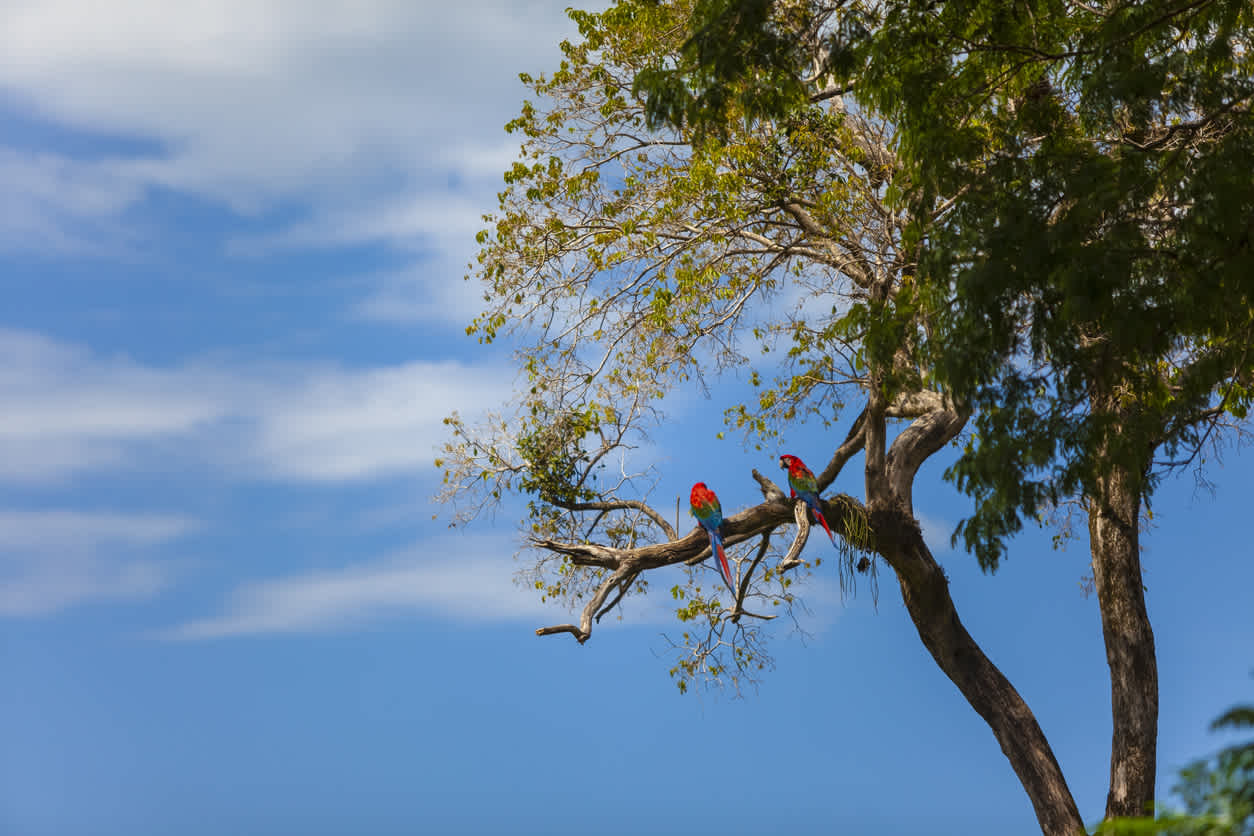 Des perroquets perchés dans un arbre à Rio Miranda au Brésil