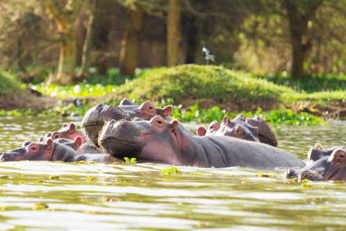 Le lac Naivasha au Kenya, avec des hippopotames et une faune variée