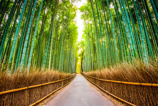 japan Kyoto Arashiyama