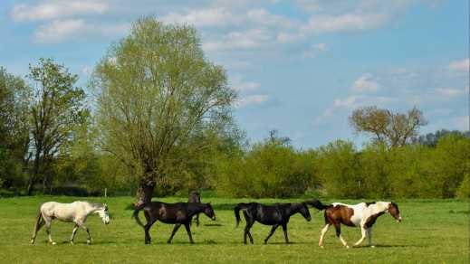 Pferde in einer Reihe auf der Wiese von Grantchester bei Cambridge