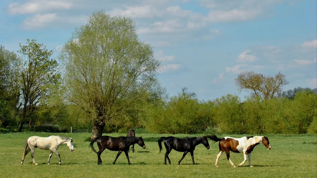 Grantchester Meadow, Cambridge Pferde in einer Reihe auf der Wiese von Grantchester bei Cambridge