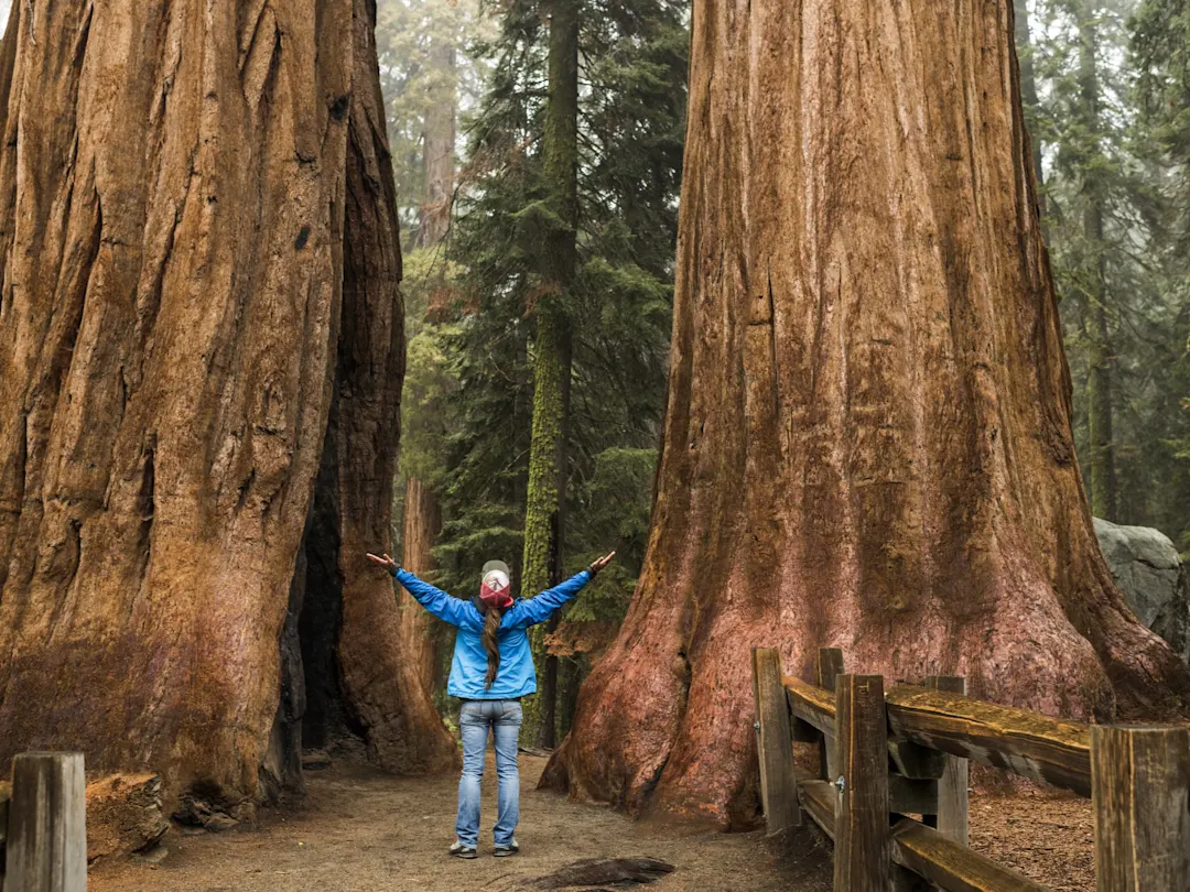 Frau steht zwischen riesigen Mammutbäumen im Sequoia National Park. Kalifornien, USA.