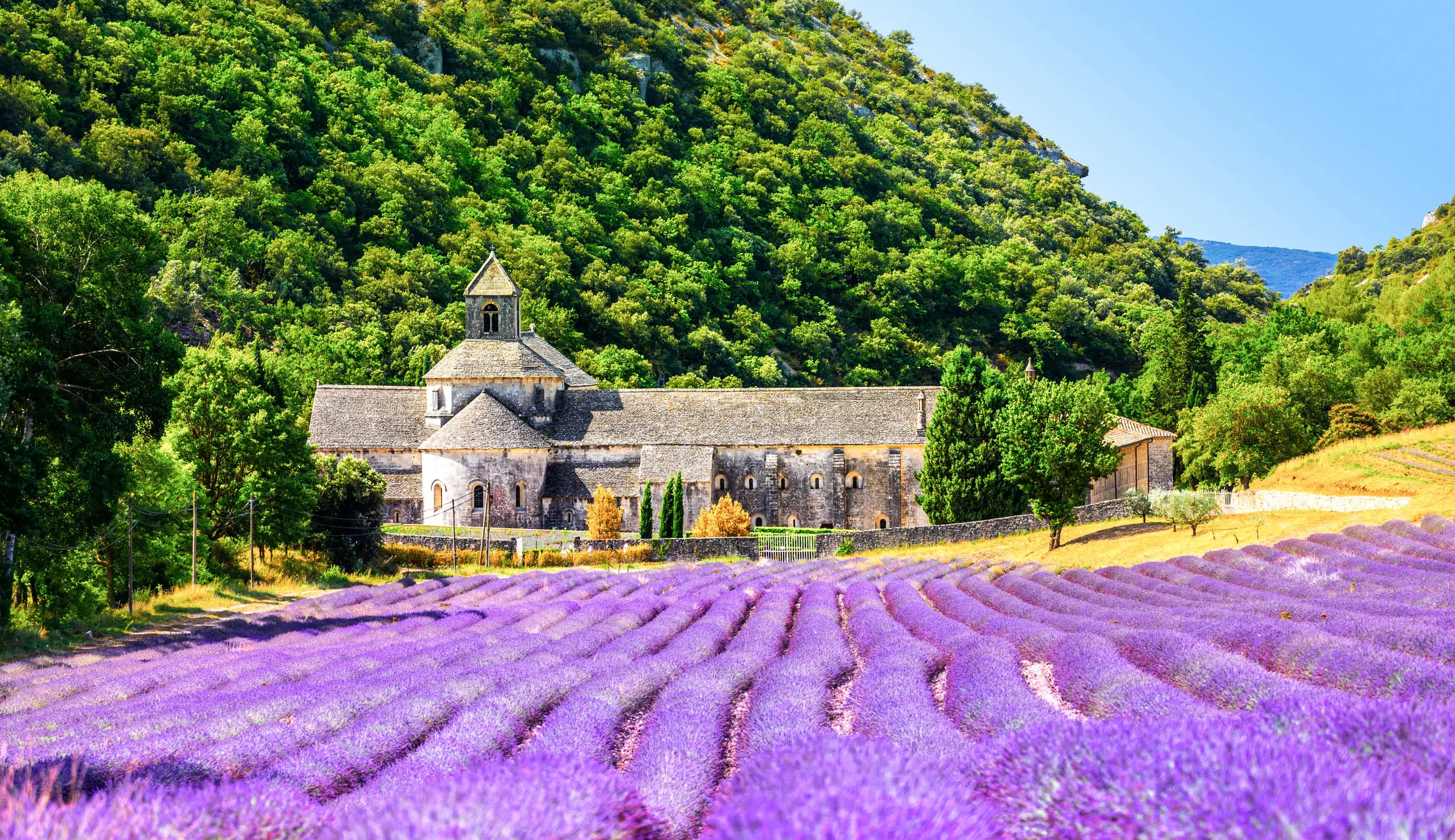 Historic stone abbey surrounded by vibrant purple lavender fields with lush green mountains in the background.