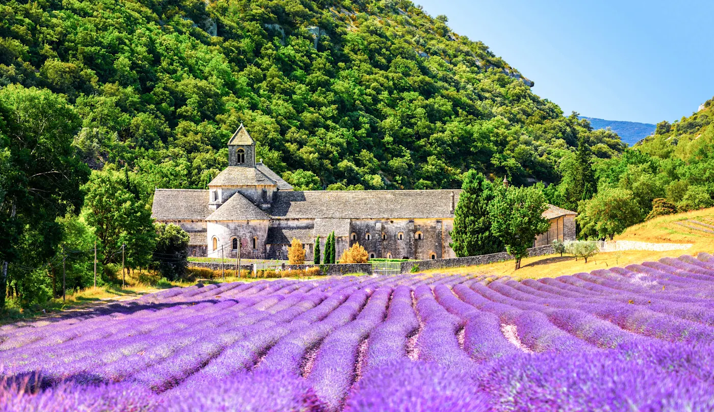 Senanque Abbey, Gordes, Provence, Lavender fields Historic stone abbey surrounded by vibrant purple lavender fields with lush green mountains in the background.