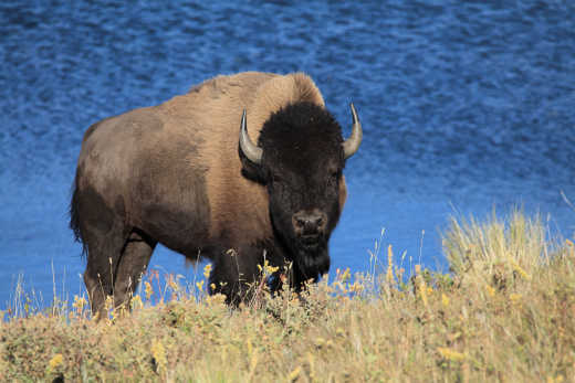 Bison dans un parc national à Edmonton au Canada