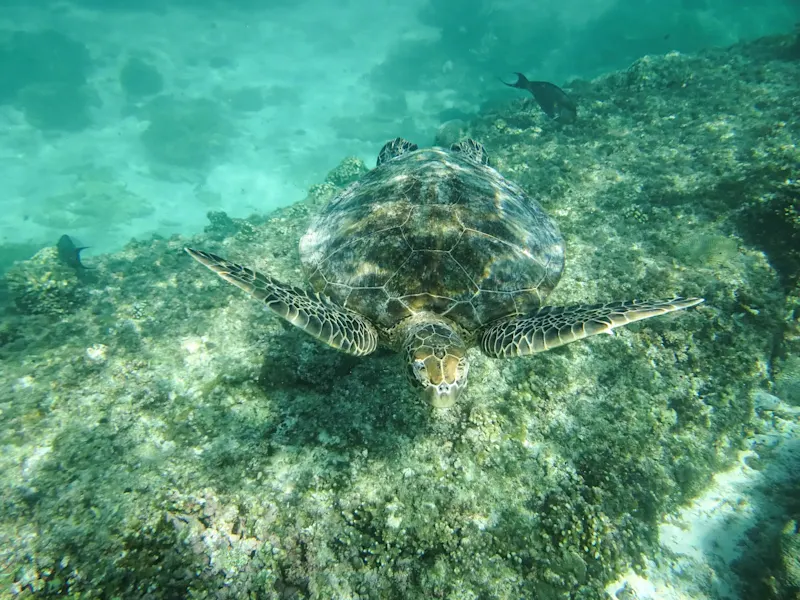 Meeresschildkröte schwimmt über Korallenriff. Maskat, Maskat, Oman.