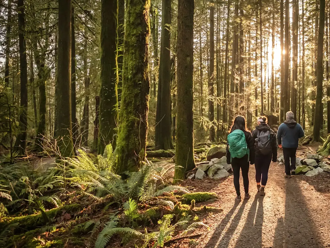 Wanderer im Wald bei Sonnenuntergang. Vancouver, British Columbia, Kanada.
