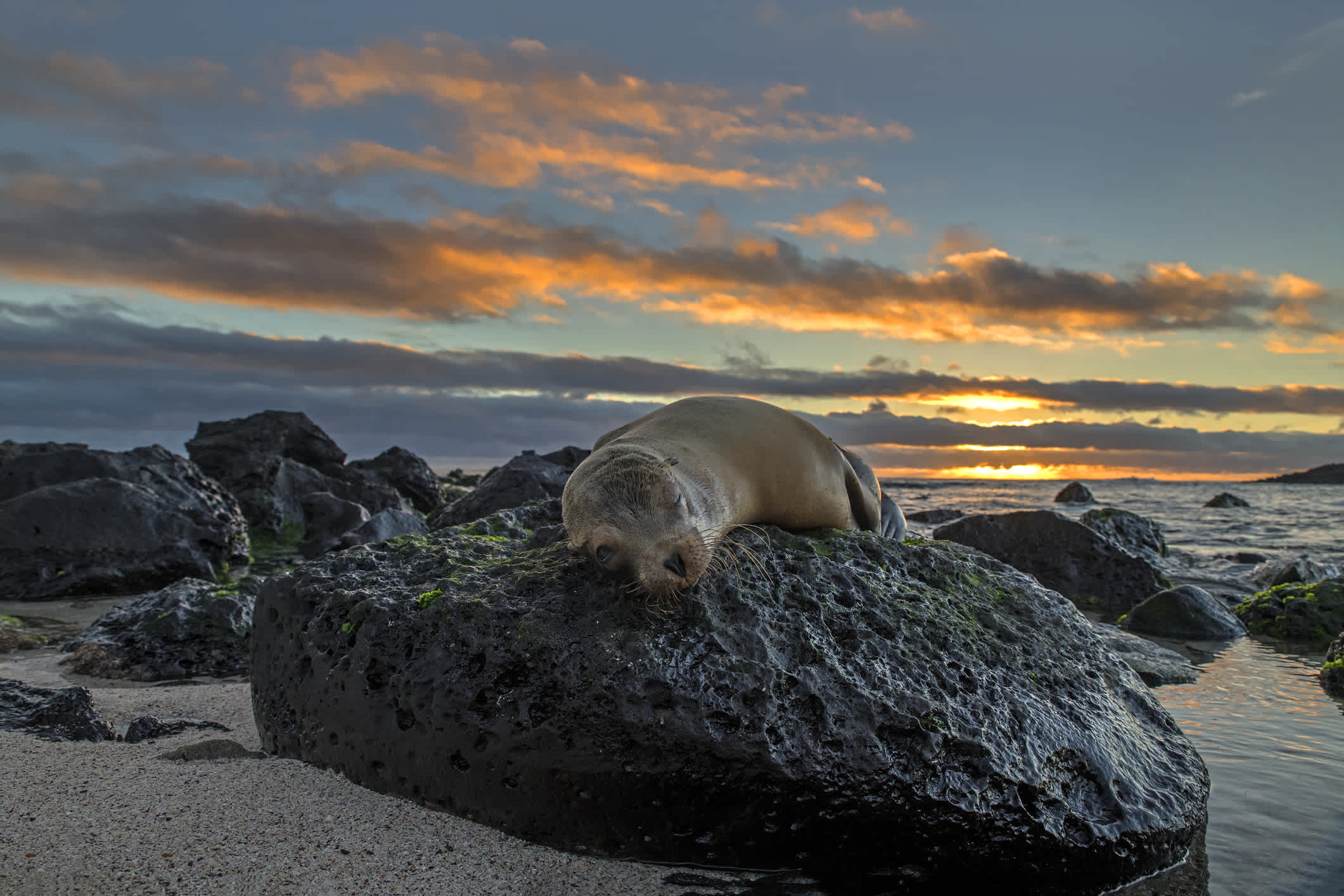 Lion de mer des Galapagos allongé sur un rocher au bord d'une plage au coucher du soleil, sur l'île de San Cristobal, îles Galapagos, Équateur.