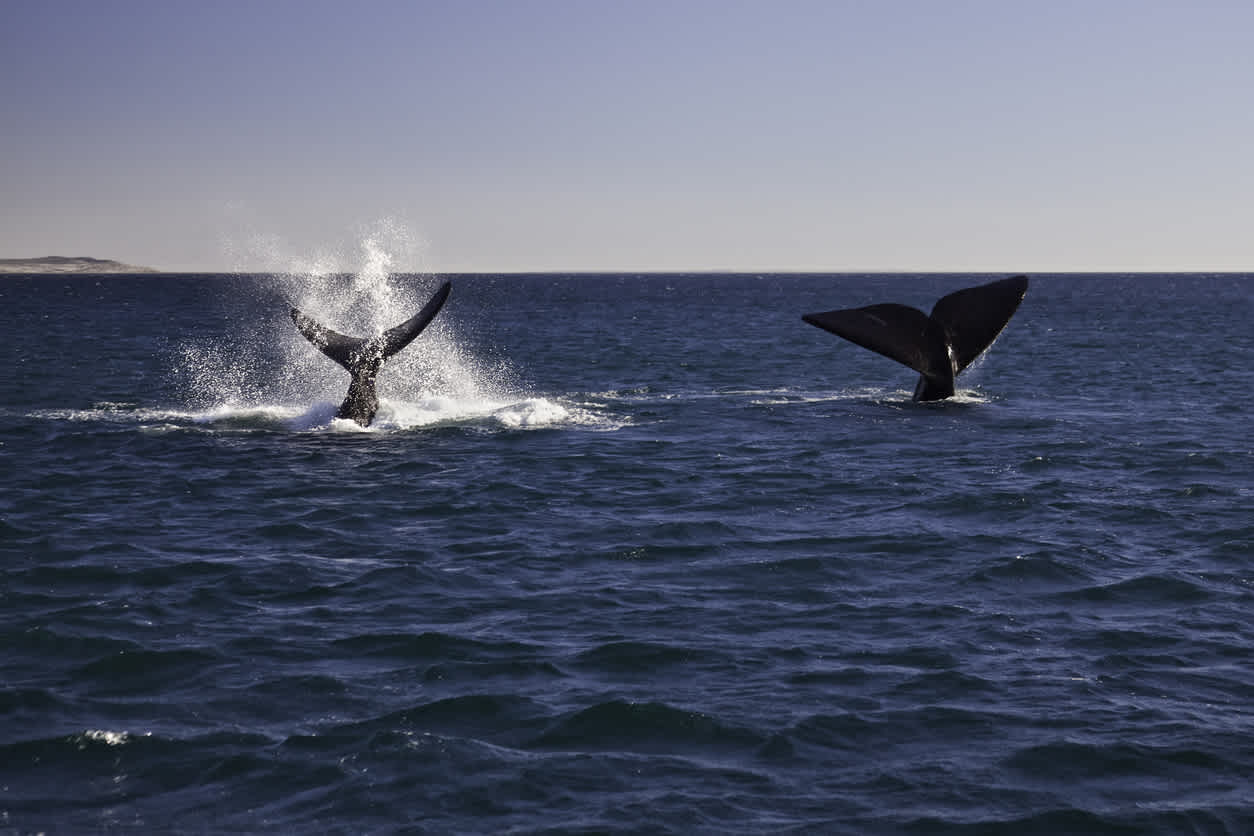 Observation des baleines à Puerto Madryn en Patagonie