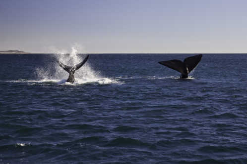Whale Watching in Puerto Madryn in Patagonien