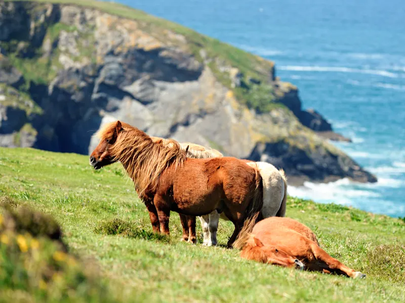 Shetland Inseln, Schottland Ponys auf einer grünen Klippe mit Blick auf das Meer, Shetland Inseln, Schottland, Vereinigtes Königreich
