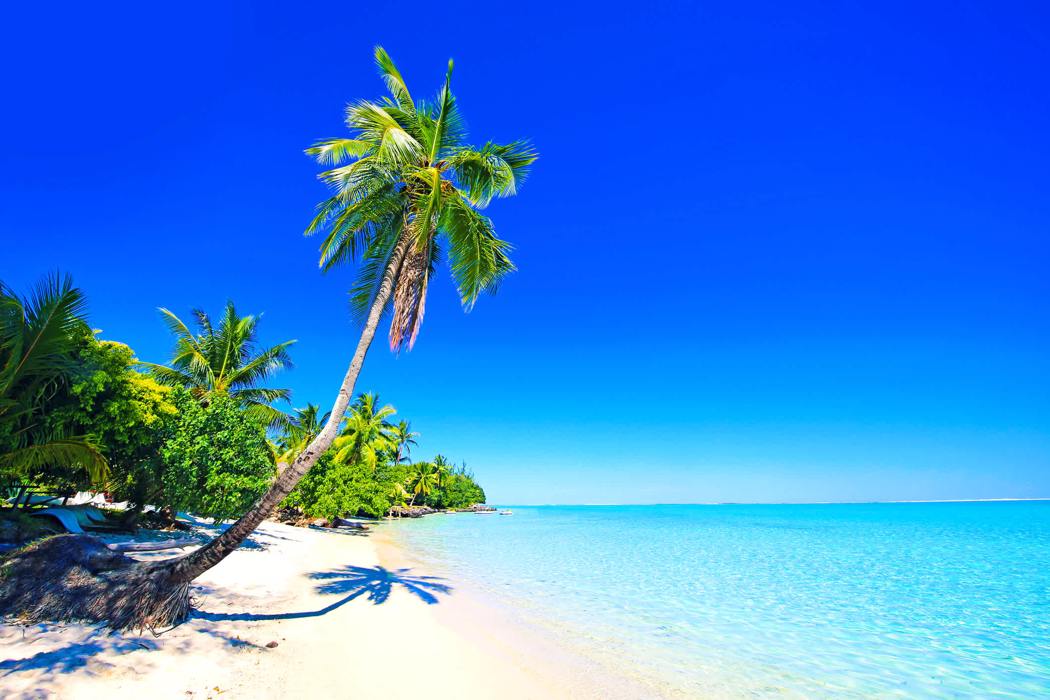 Blick auf den Matira-Strand mit Palme auf Bora Bora, Französisch-Polynesien


