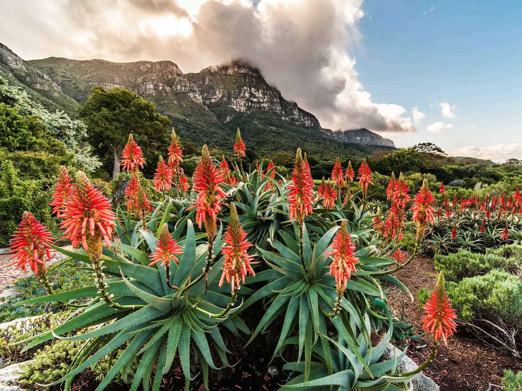 Rote Aloe-Blüten mit Bergen im Hintergrund. Namibia