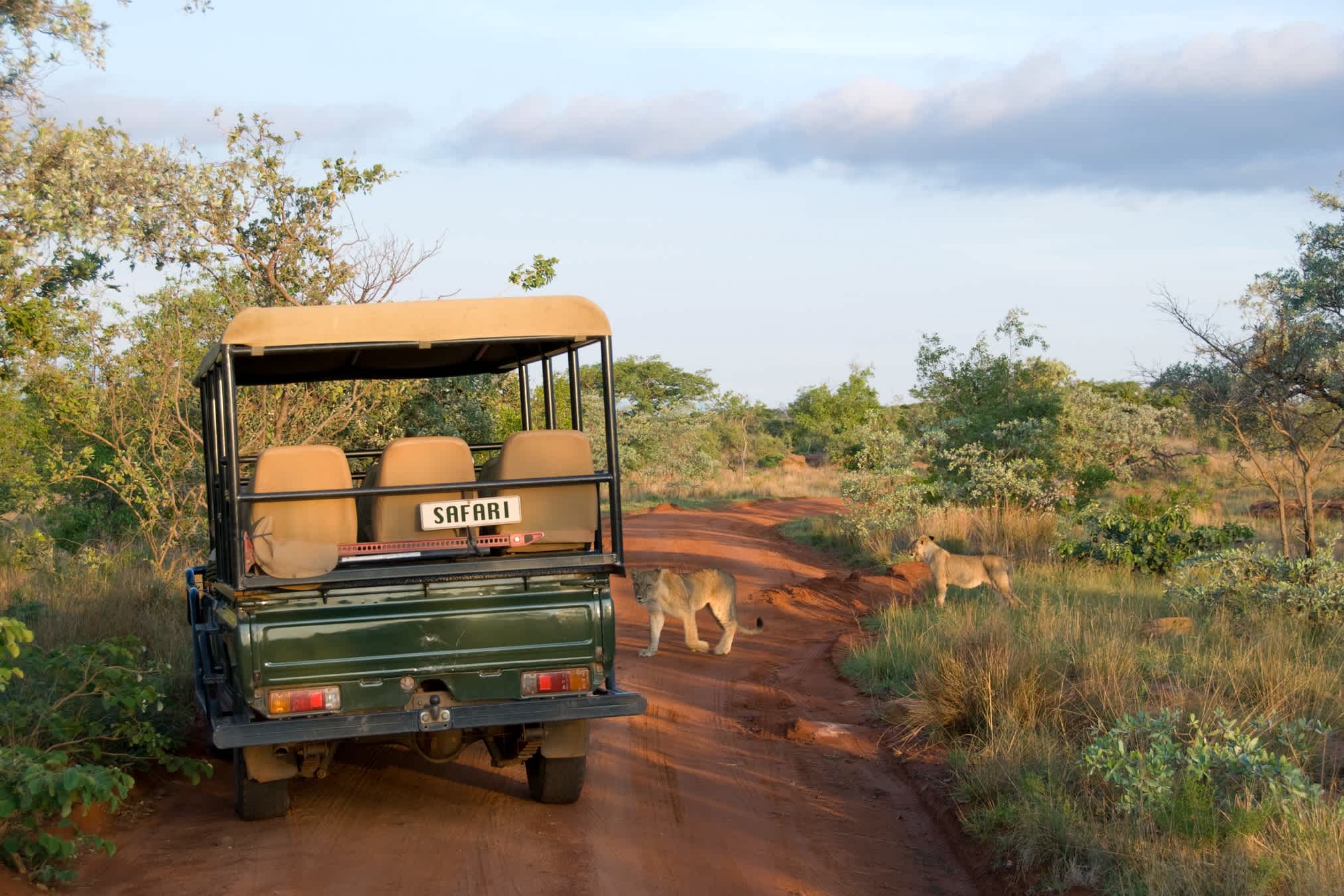 Safari-Jeep und Löwe im Krüger-Nationalpark