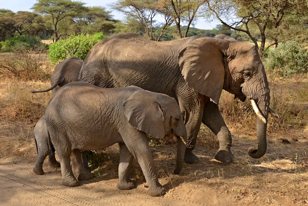 Elefantenfamilie auf der Straße im Lake Manyara National Park, Tansania, Afrika.
