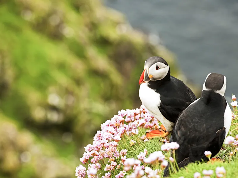 Orkney-Inseln, Schottland, Vereinigtes Königreich Zwei Papageientaucher auf einer blühenden Klippe mit unscharfem Hintergrund. Orkney-Inseln, Schottland, Vereinigtes Königreich.
