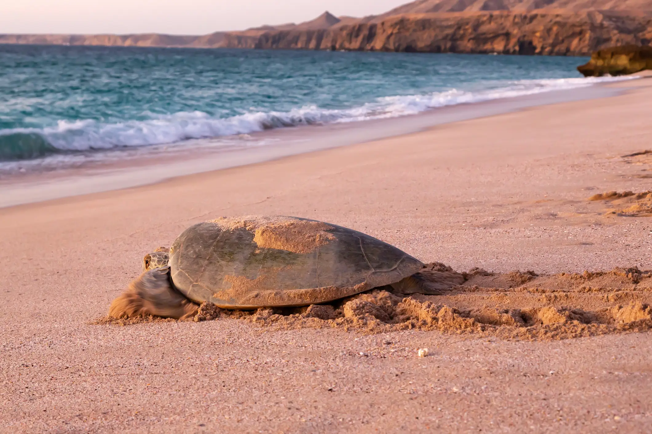 Grüne Meeresschildkröte kehrt im Morgengrauen ins Meer zurück, Ras al-Dschinz, Oman.