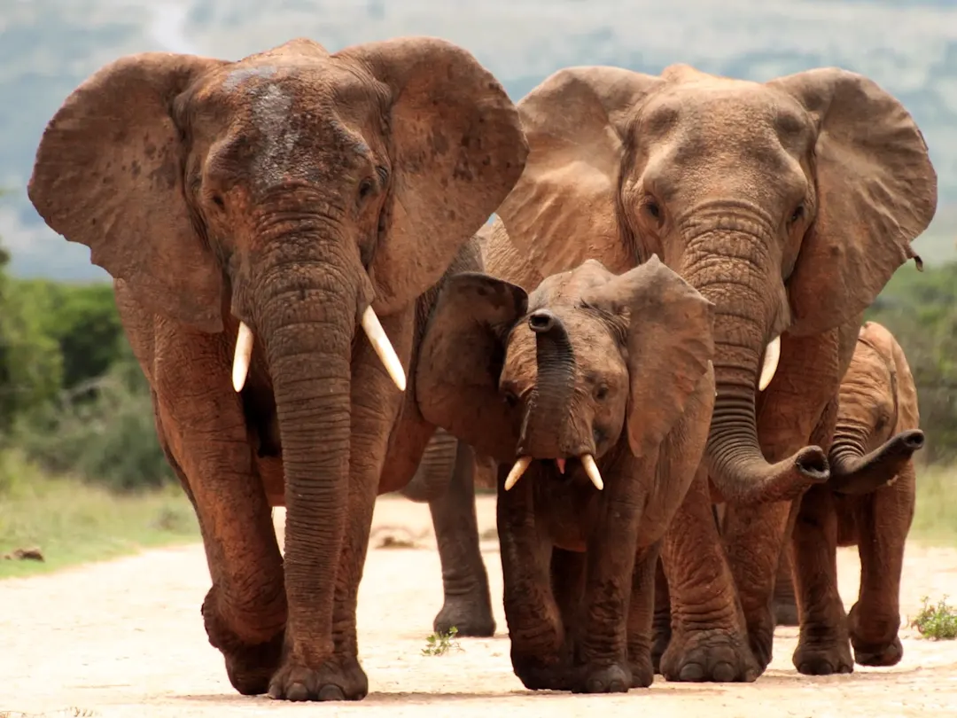 Südafrika, Elefantenfamilie Elefantenfamilie auf einer trockenen Savannenstraße in der Wildnis. Südafrika.