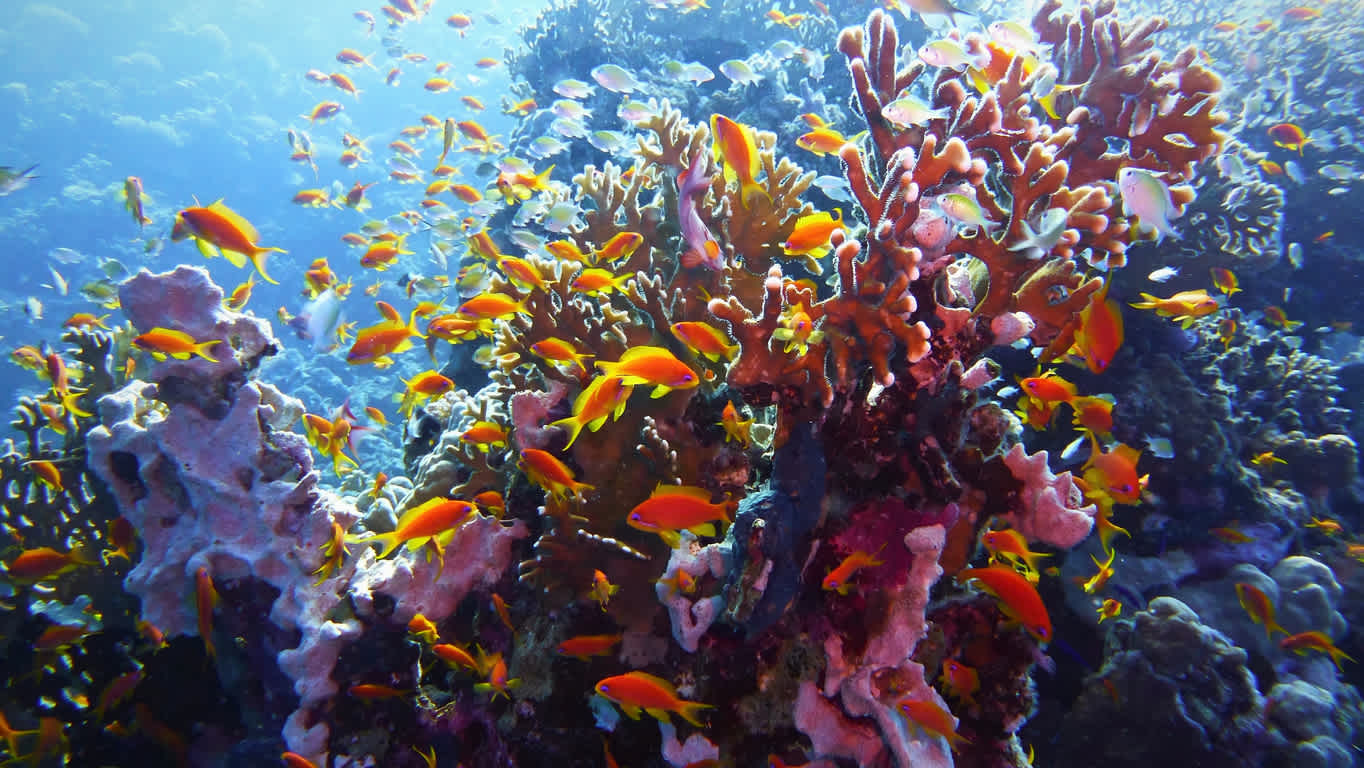 Beeindruckende Unterwasserwelt im Sainte Anne Marine National Park der Seychellen