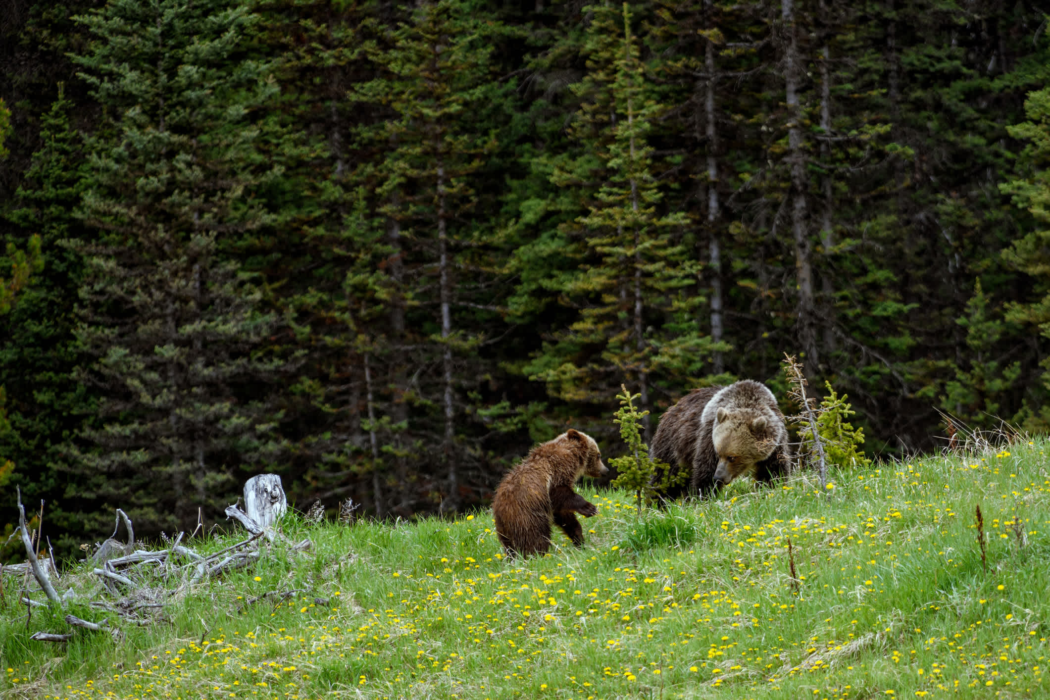 Grizzlybär mit zwei Jungen im Banff National Park, Alberta, Kanada.