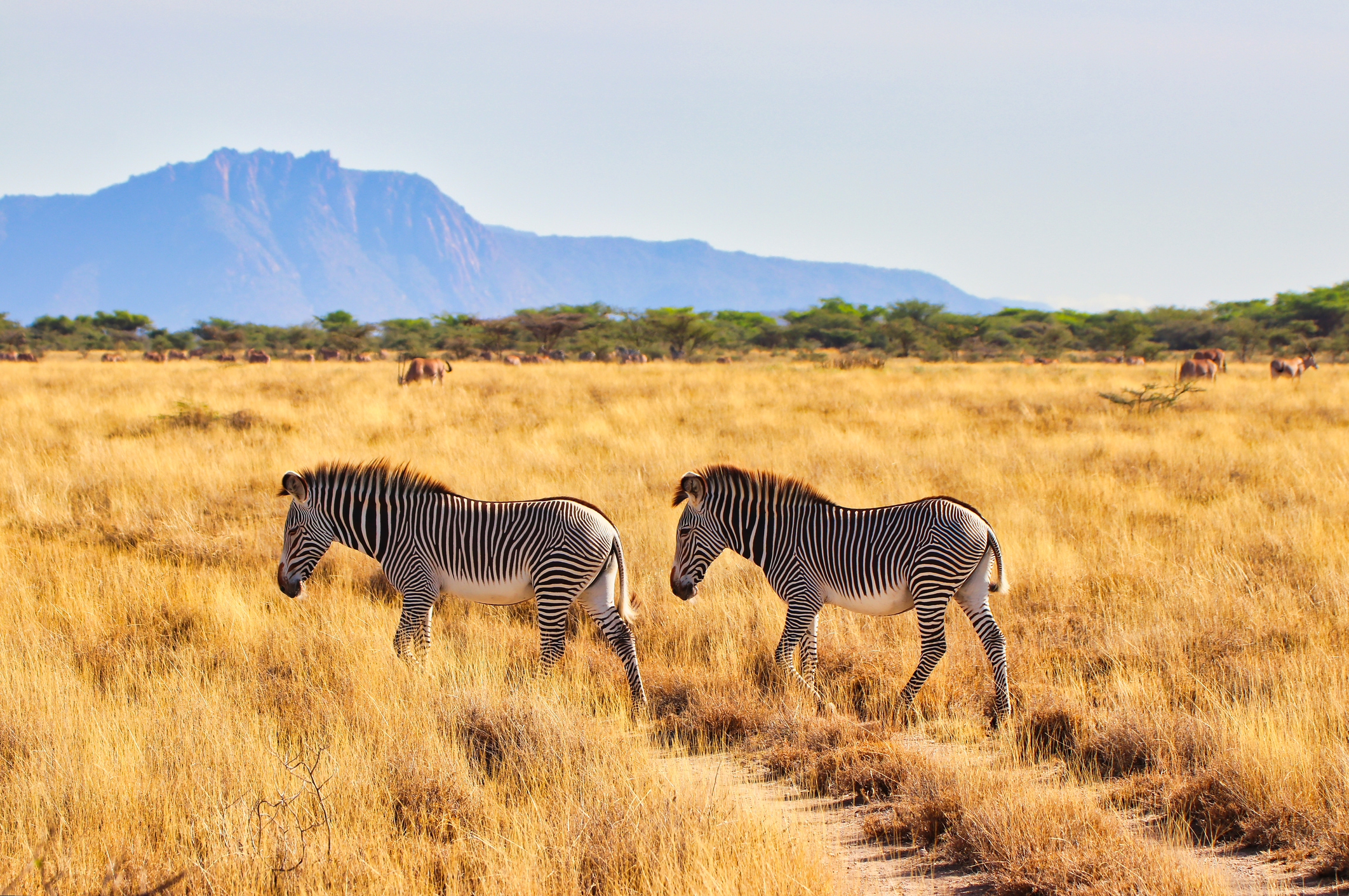 Kenia Urlaub mit Safari: 13 Tage | Tourlane