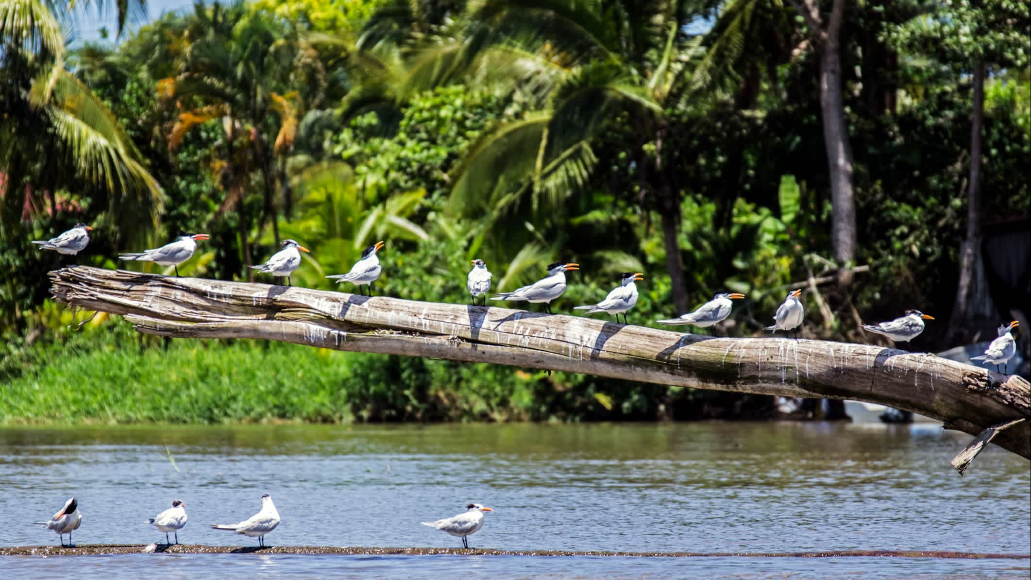 Vögel auf Ast im Tortugero Nationalpark