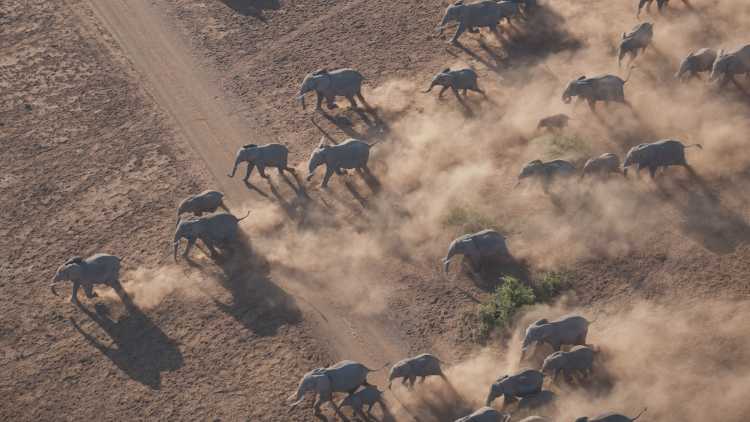 Herd of african elephants in the Masai Mara National Reserve in Kenya