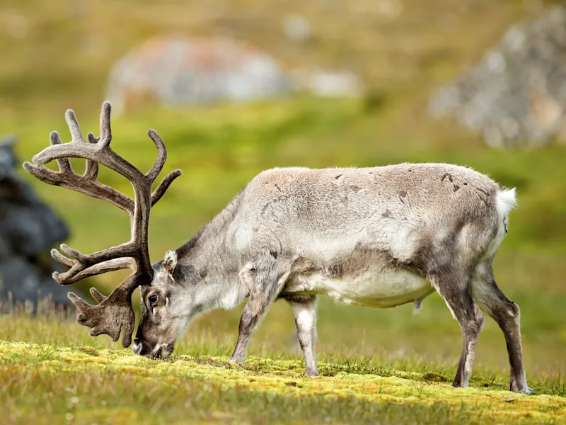 Grasendes Rentier auf einer grünen Wiese in der arktischen Tundra, Nordkap, Norwegen.