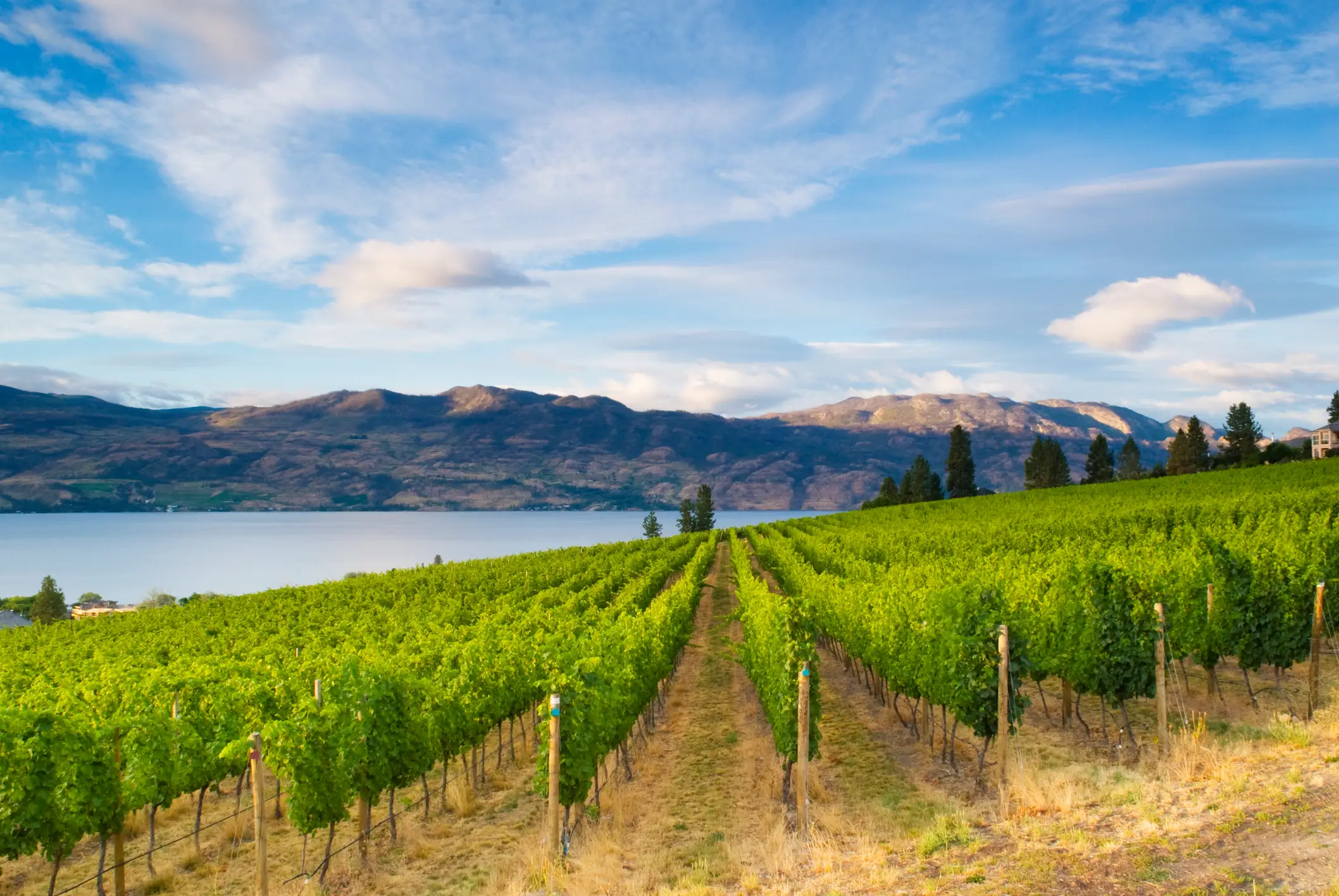 Weingüter der Weingegend am See bei Kelowna in Kanada.

