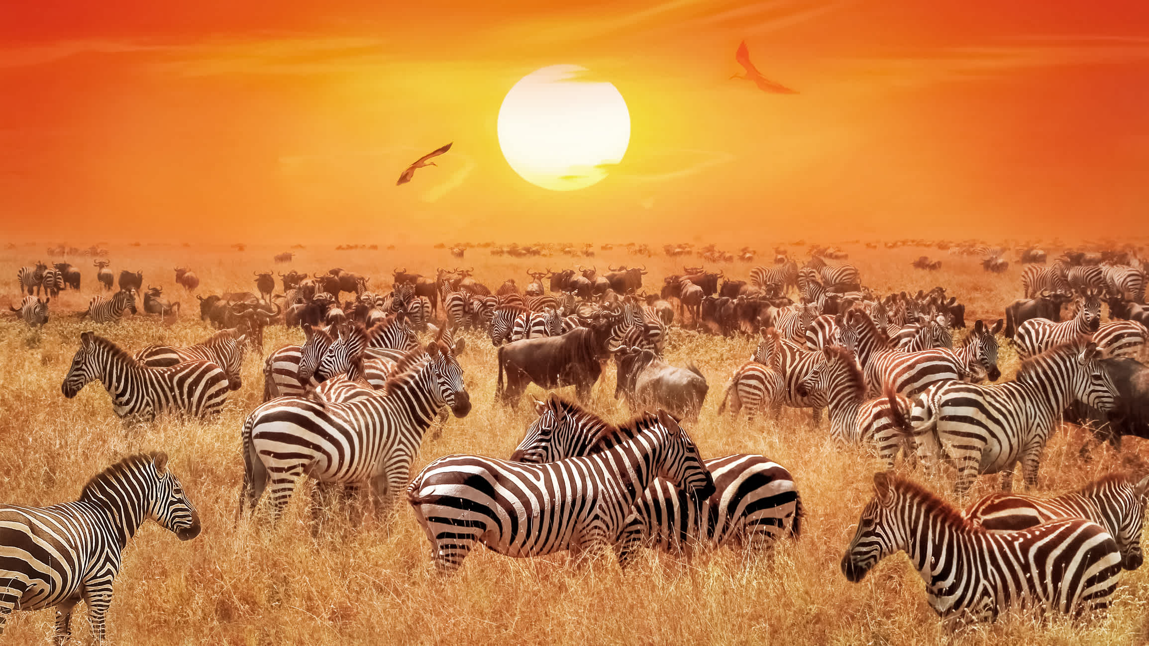 Groupe des wilden Zebras und Antilopen in der afrikanischen Savanne gegen einen wunderschönen Sonnenuntergang orange. Wilde Natur Tansanias. Künstlerische natürlichen afrikanischen Bild.