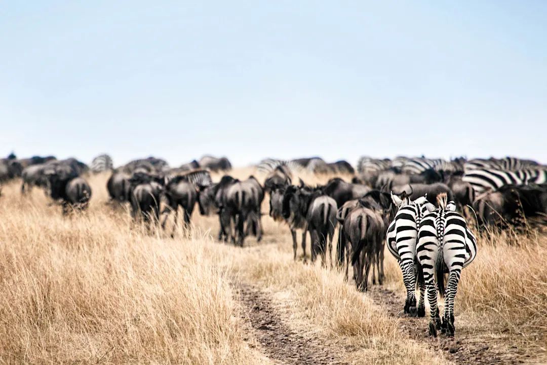 Zebras und Gnus auf der Savanne, Etosha, Namibia