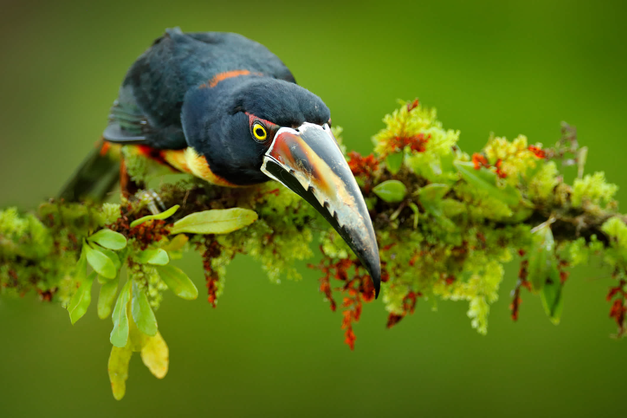 Ein Tukan sitzt auf einem Ast im Wald, Boca Tapada, Costa Rica. 
