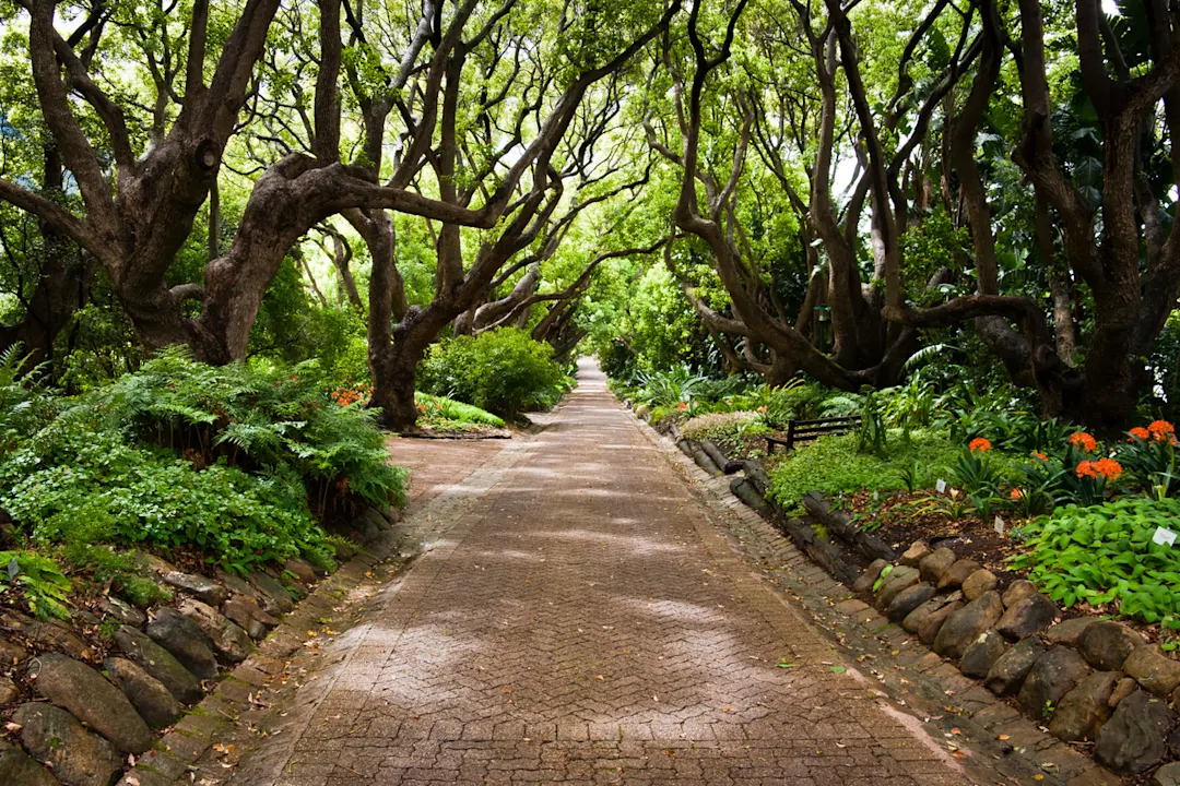 Kirstenbosch Botanical Gardens in Kapstadt, Südafrika Entdecken Sie während Ihres Aufenthalts in Kapstadt einen der größten Botanischen Gärten der Welt.