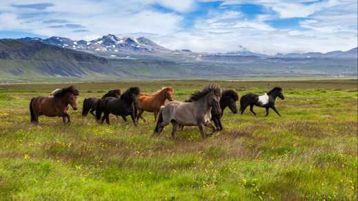 Islandpferde auf dem Rasenplatz in Island.