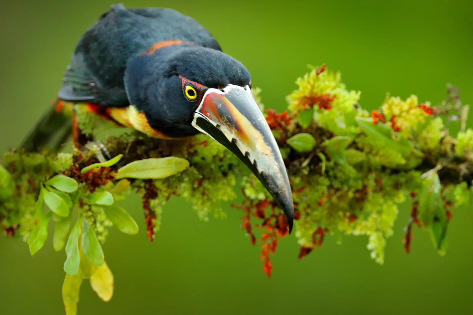 Ein Tukan sitzt auf einem Ast im Wald, Boca Tapada, Costa Rica. 