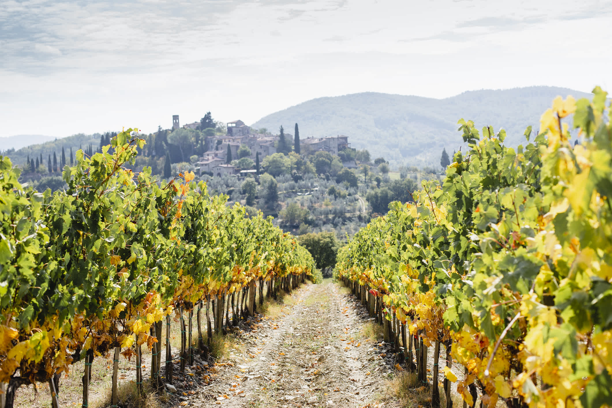 Weinberg in Greve, Toskana, Italien.
