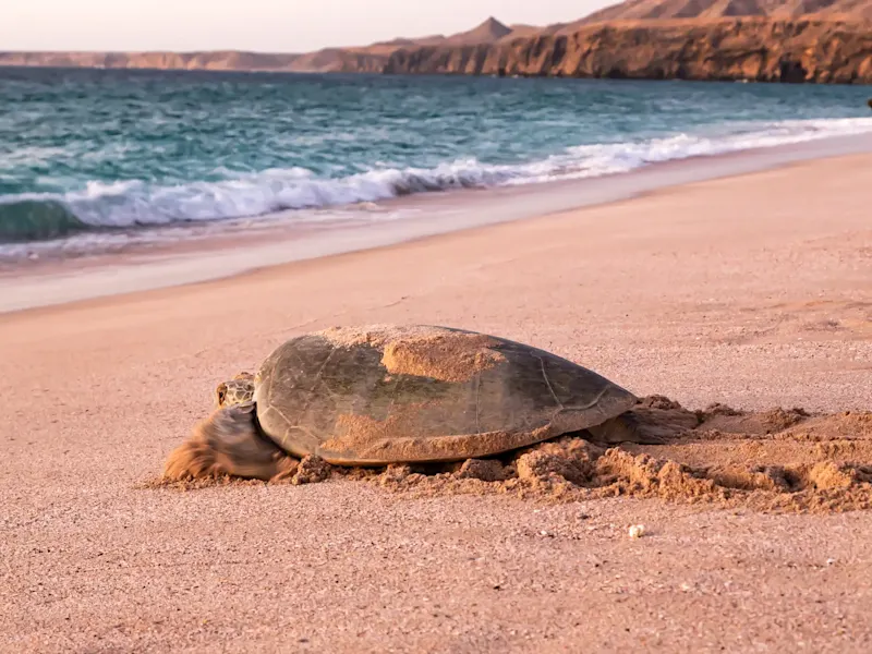 Meeresschildkröte gräbt Nest im Sand bei Sonnenuntergang. Ras Al Jinz, Ash Sharqiyah, Oman.
