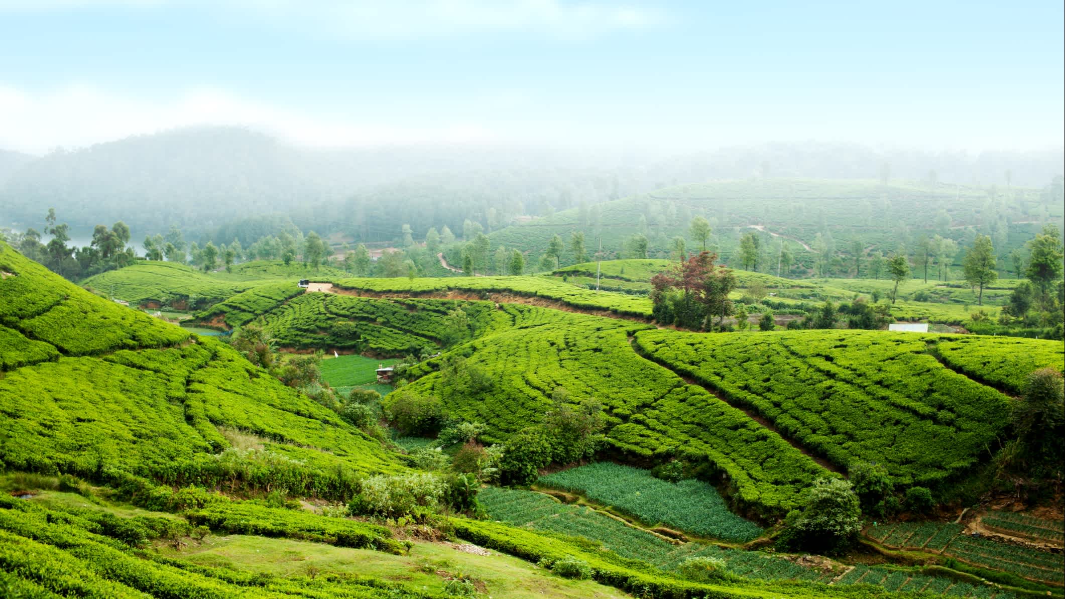 Teeplantage in der Nähe von Nurawa Eliya, Sri Lanka