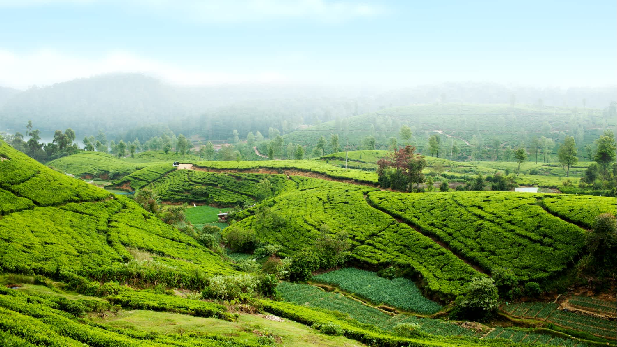 Plantation de thé près de Nurawa Eliya, Sri Lanka