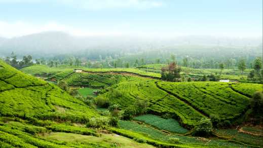 Plantation de thé près de Nurawa Eliya, Sri Lanka