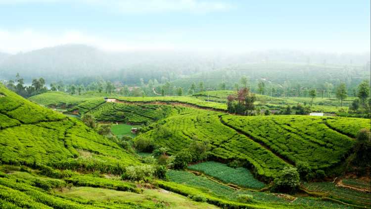 Teeplantage in der Nähe von Nurawa Eliya, Sri Lanka