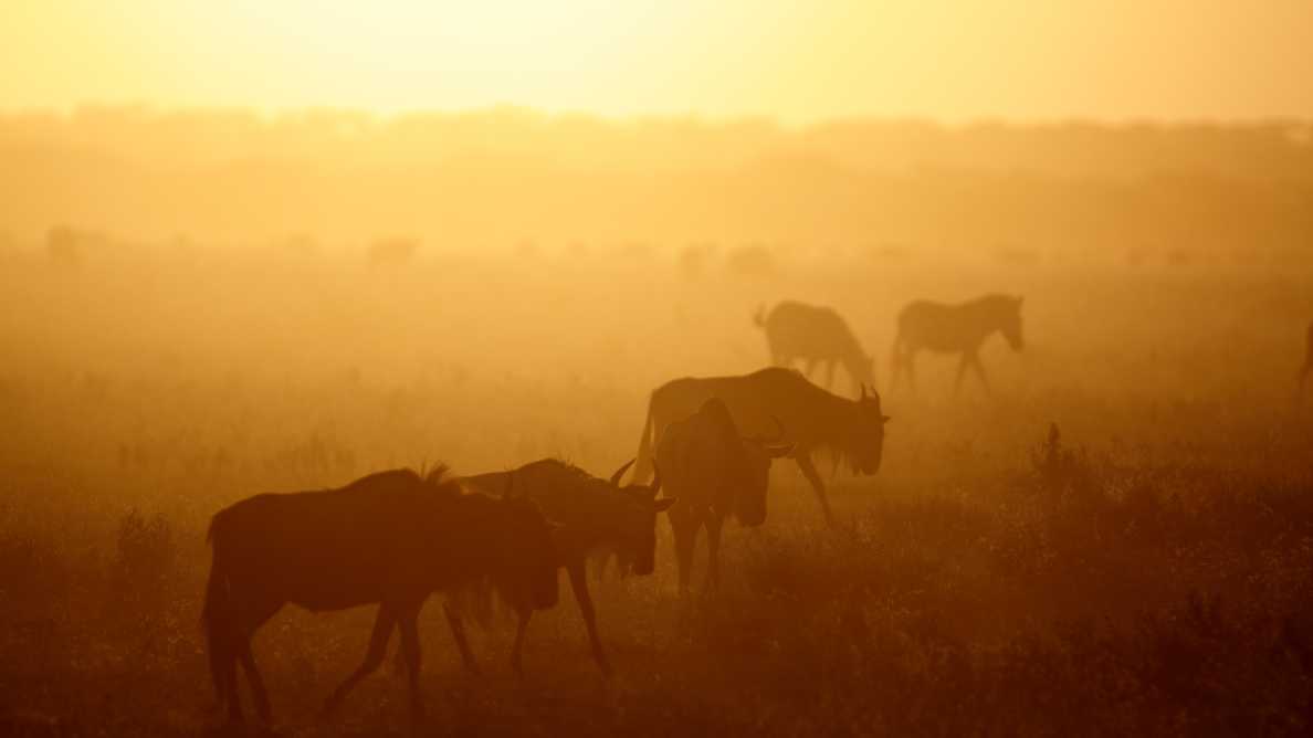 See  wildebeest graze on the savanna in the Sabi Sands Game Reserve Sunset on a South African safari 