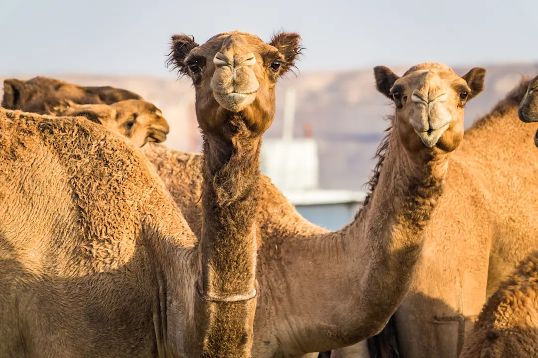 Saudi-Arabien, Kamelmarkt Zwei Kamele, die direkt in die Kamera schauen auf dem Kamelmarkt