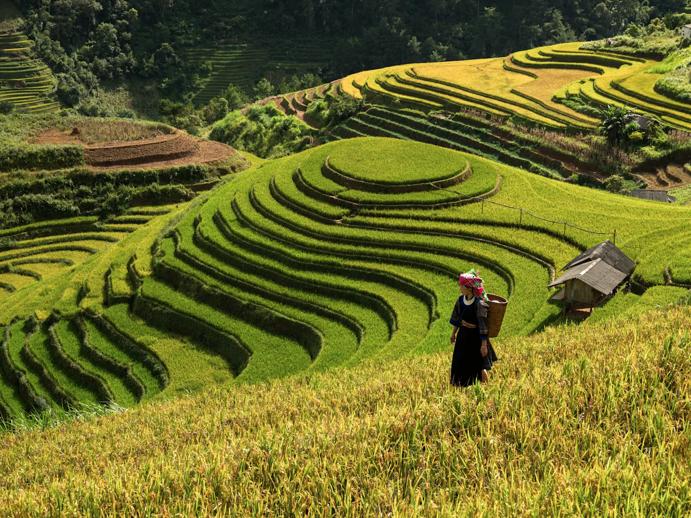 Mu Cang Chai, Yen Bai, Vietnam Frau auf grünen Reisterrassen in der Berglandschaft, Mu Cang Chai, Yen Bai, Vietnam.