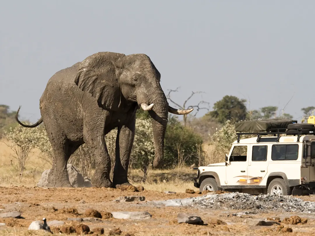 Schlammiger Elefant steht nahe einem Geländewagen in der Savanne. Botswana.