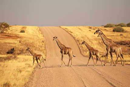 Impossible de ne pas explorer le parc national Etosha pendant votre road trip en Namibie où vous pourrez observer les big five.