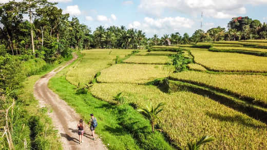 Mit Blick auf den Berg Rinjani genießen Sie die wunderschönen Reisfelder von Tetebatu in Lombok, Indonesien
