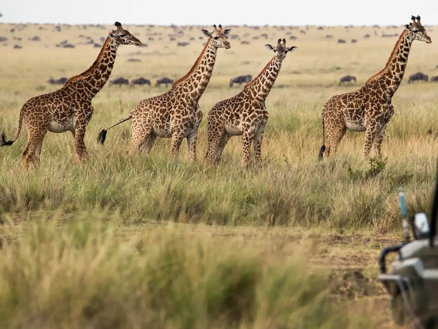 Botswana, Giraffen Vier Giraffen laufen durch die Savanne mit einer Safari im Hintergrund. Botswana.